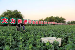 肇慶綠色農(nóng)副產(chǎn)品集散基地 蝶變?cè)诩? />
</span>
<span id=