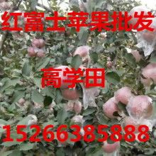 宏源農(nóng)副產(chǎn)品購(gòu)銷處 打造優(yōu)質(zhì)農(nóng)副產(chǎn)品供應(yīng)鏈的橋梁